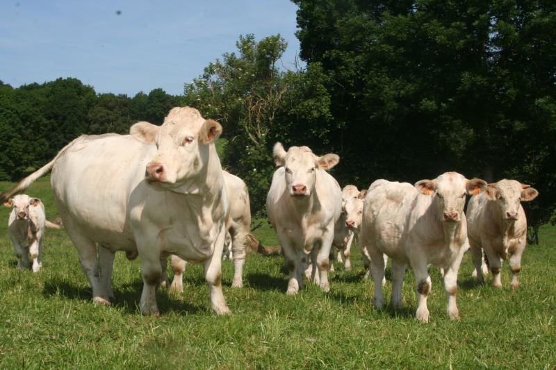 Ce ralentissement frappe surtout les entreprises de première transformation de viande.