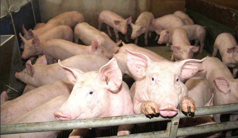 Didier Delzescaux, directeur d’Inaporc, estime que le rétablissement des barrières douanières coûterait quatre millions d’euros à la filière porcine européenne.