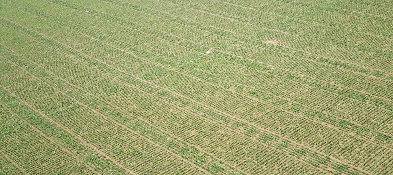 La plateforme de Curchy, de 8 ha (700 m de long sur 120 m de large, avec 6 000 parcelles d’essais), permet de tester le rendement en sucre/hectare et la dynamique de croissance de la betterave.