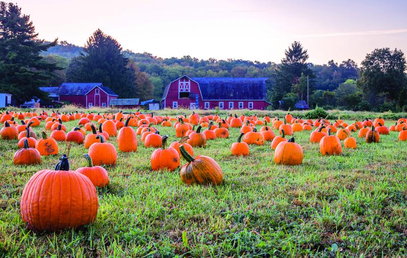 Aux États-Unis, HM.Clause, filiale de Limagrain, est leader dans la production de semences de citrouilles d’Halloween.