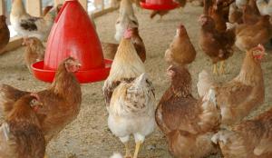 La décision de la Commission européenne sur la réautorisation des farines animales pour certaines espèces continue de faire débat.