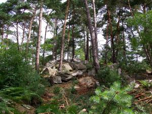 Forêt d'Ermenonville