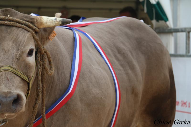 Plus de 50 bovins seront présentés au concours dexcellence danimaux de boucherie. (© Chloé Girka)