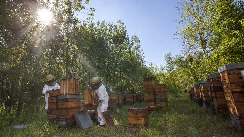 Les miellées de printemps et de tilleul ont été globalement bonnes. Les abeilles de chaque ruche ont rempli plusieurs hausses de miel.