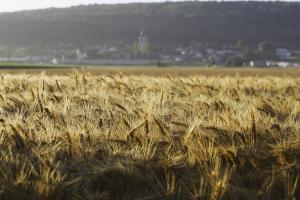 En Picardie, le début de la récolte des blés est envisagé fin juillet début août.