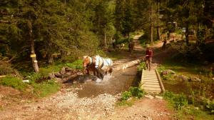 Maniable, agile réactif les chevaux vont là où les engins ne peuvent pas accéder sans détruire le milieu.