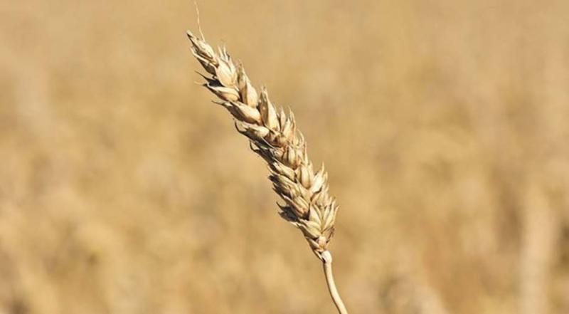 Les cours des céréales semblent actuellement faire de la résistance malgré
de grosses récoltes dans le monde.