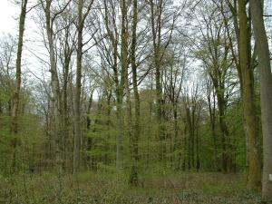 L’Oise est le département le plus boisé de Picardie : la forêt occupe 23 % du territoire isarien. 70 % de la forêt de l’Oise appartient à des forestiers privés.
