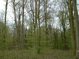 LOise est le département le plus boisé de Picardie : la forêt occupe 23 % du territoire isarien. 70 % de la forêt de lOise appartient à des forestiers privés.