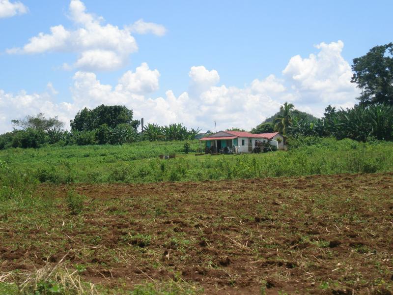 La ferme de Rogelio, à Viñales (est de Cuba), est familiale et diversifiée, à l'image de l'agriculture cubaine.