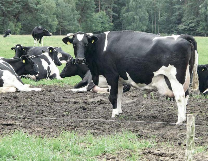 Les mécanismes de fixation du prix du lait ont mis les producteurs à l’abri
des réactions spéculatives des marchés mondiaux des produits laitiers.