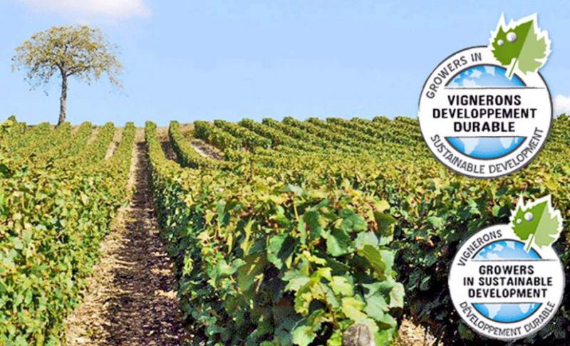 La marque Vignerons développement durable (VDD) est portée par une association de caves viticoles soucieuses de s’impliquer dans une démarche de développement durable forte.