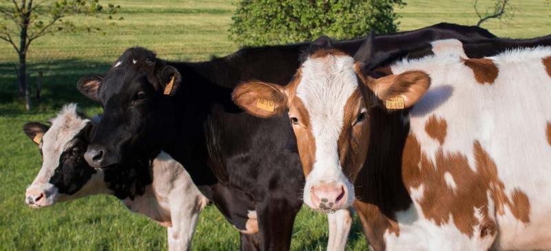 L’Idele estime que le cheptel allaitant pourrait perdre 483 000 vaches d’ici 2030 quand l’élevage laitier pourrait
en perdre 377 000.