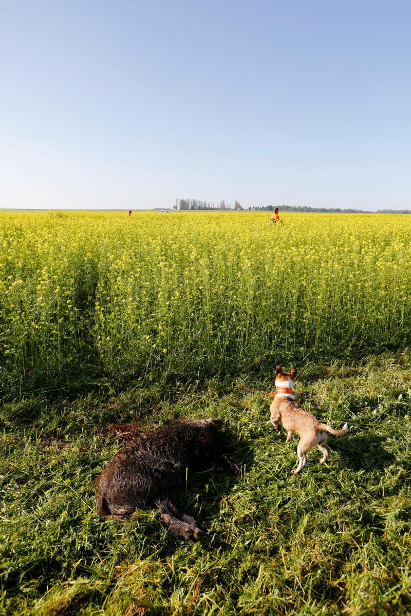 «Si on laisse l'engrais vert, il faut impérativement des actions de chasse.»