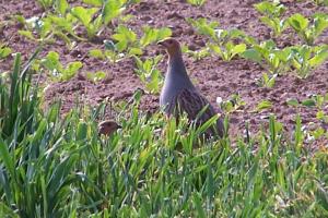 Les mesures de restriction de chasse sont maintenues pour l'instant pour la perdrix.