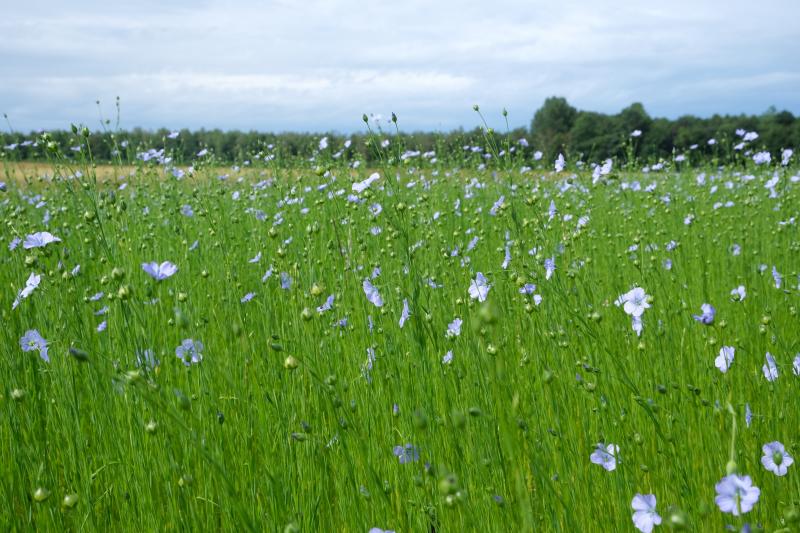 La filière lin recrute des liniculteurs dans des «zones vierges» de culture.