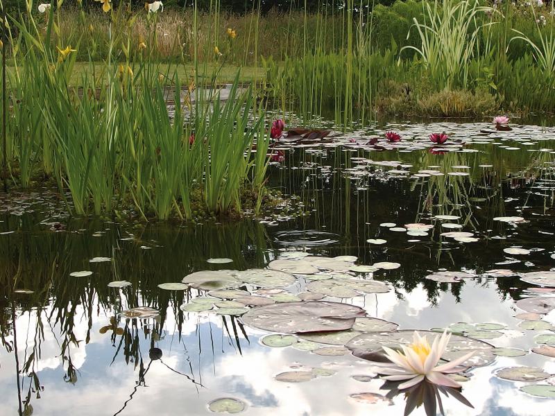 Plantes aquatiques incontournables pour le bassin