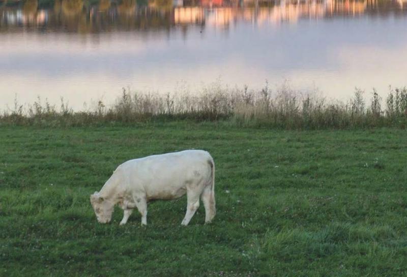 La plupart des nouveaux sites où la qualité de l’eau se dégrade «se trouvent principalement dans les zones de retournement de prairies, et notamment en Normandie», constate l’Agence de l’eau Seine-Normandie.