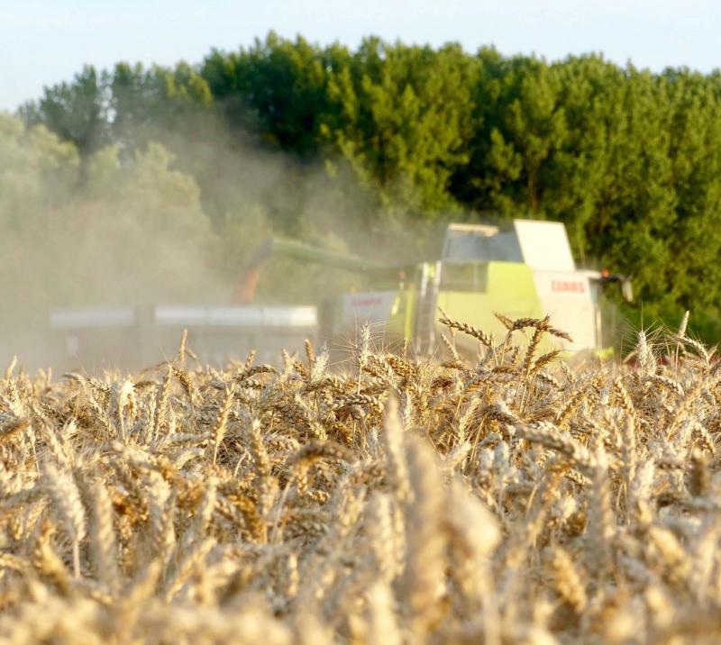 Les bonnes récoltes ne sont pas une exception française, et la plupart des grandes zones céréalières ont aussi de grandes disponibilités qui font pression sur les cours mondiaux, même si la demande continue à croître.