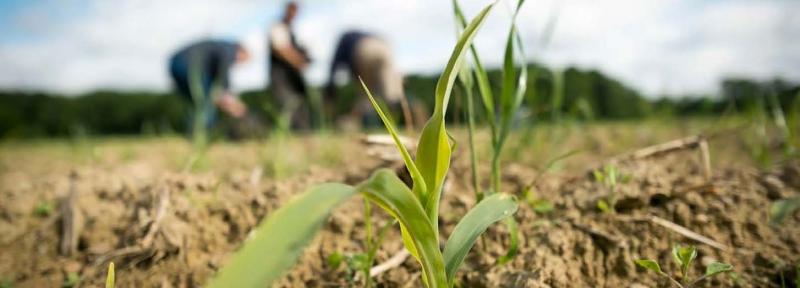 En même temps qu'il diminue ses émissions de gaz à effet de serre, le secteur agricole s'emploie de plus en plus dans la captation de carbone dans les sols.