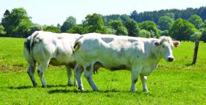 Selon le texte du compromis belge, les différentes entités du pays garderont un droit de regard, notamment en matière d'agriculture, pendant l'application provisoire et partielle du Ceta, en attendant sa ratification par l'ensemble des Parlements de l'Union européenne.
