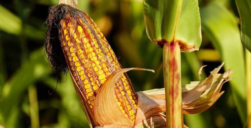 La moyenne nationale pour la récolte 2021 devrait s’établir à environ 110 qx/ha et les cours atteignent environ 250 E/t, en augmentation de près de 50 % depuis un an.