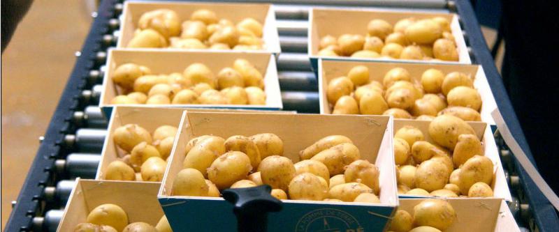 La France est le 1er exportateur mondial de pommes de terre, et le 2e exportateur mondial de plants de pommes de terre. Est-ce pour autant un exemple de la France qui gagne ? Telle était la question posée lors du congrès de l’UNPT.