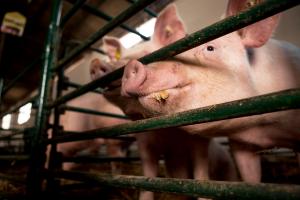 Les consommateurs se déclarent de plus en plus préoccupés par la question du bien-être animal. Les partisans du référendum veulent notamment mettre fin à l'élevage intensif.