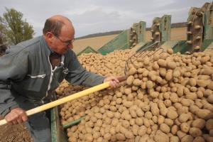 La filière pomme de terre transformée cherche des marchés de dégagement pour écouler leurs stocks.