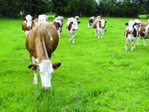 Lélevage laitier sest considérablement réduit en Île-de-France. Il ne reste qu'une cinquantaine de producteurs aujourdhui.