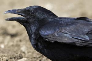 Les agriculteurs victimes de dégâts causés par les sangliers et corvidés sont invités à se rapprocher de l’association des jeunes chasseurs de Seine-Maritime.