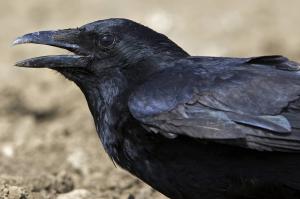 Les agriculteurs victimes de dégâts causés par les sangliers et corvidés sont invités à se rapprocher de lassociation des jeunes chasseurs de Seine-Maritime.