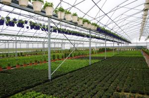 Production de plantes en serre.