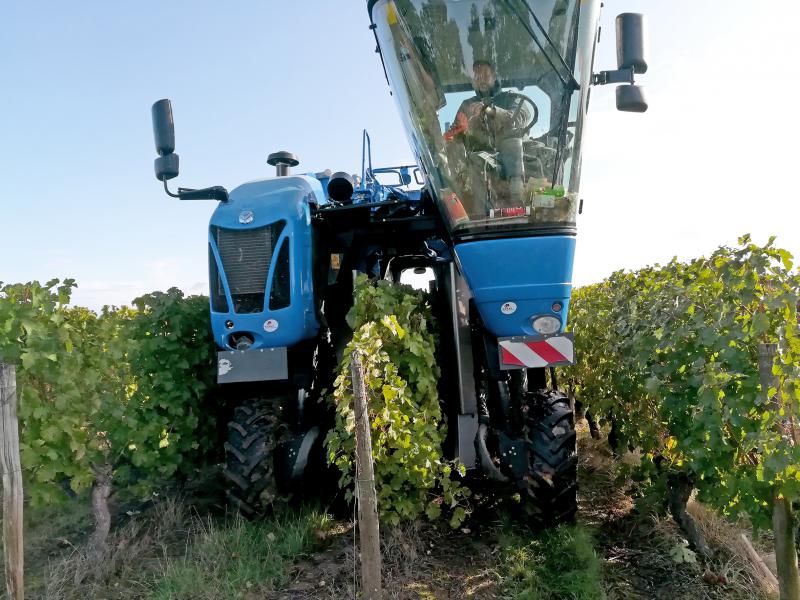 Vendanges mécaniques au domaine de la Gachère, au cours de la semaine.