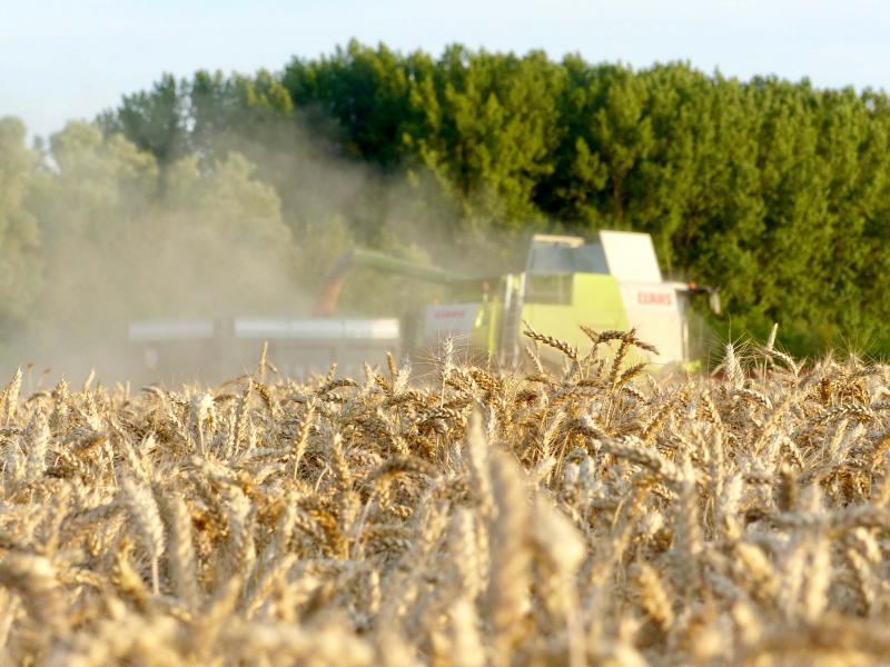 Les bonnes récoltes ne sont pas une exception française, et la plupart des grandes zones céréalières ont aussi de grandes disponibilités qui font pression sur les cours mondiaux, même si la demande continue à croître.